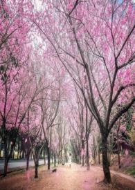 风吹雪花飘